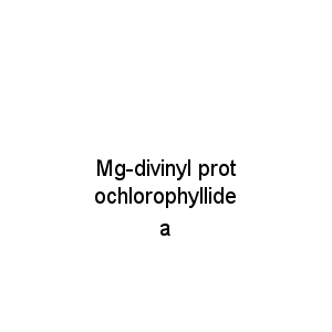 Mg-divinyl protochlorophyllide a